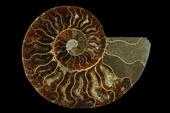 Agatized Ammonite Fossil (Half) - Madagascar #139669